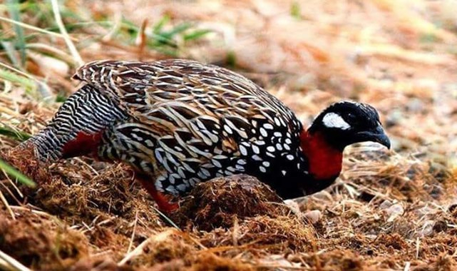 Koruma altındaki kuşu vuran şahsa ceza yağdı