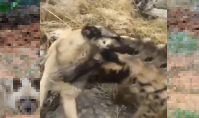 Çizgili Sırtlanı köpeğe boğdurdular