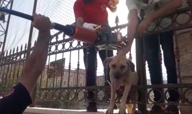 Demir parmaklıklara sıkışan köpeğin imdadına itfaiye yetişti