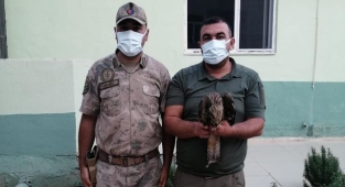 Jandarma tarafından yaralı bulunan Karaçaylak tedavi altına alındı