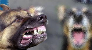 Viranşehir'de sokak köpekleri kadına saldırdı