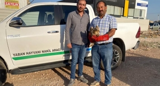 Yaralı halde bulunan şahin tedaviye alındı