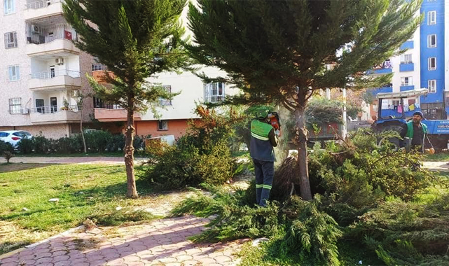 Viranşehir’de ağaçlar budanıyor