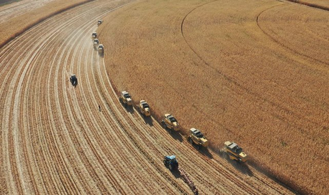 Güncel buğday, mısır ve arpa fiyatları açıklandı
