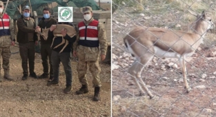 Şanlıurfa'da bir evin bahçesinde beslenen ceylanlara el konuldu