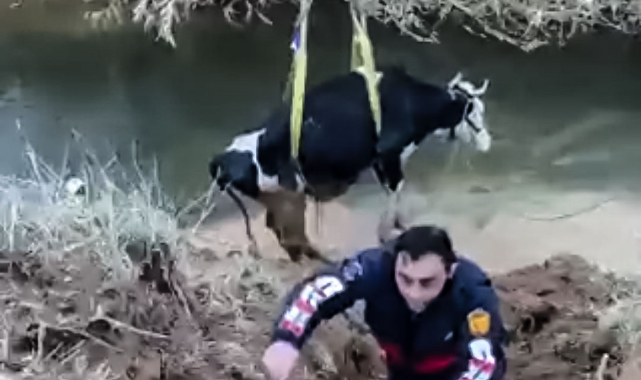Tahliye kanalına düşen inek kepçe yardımıyla kurtarıldı