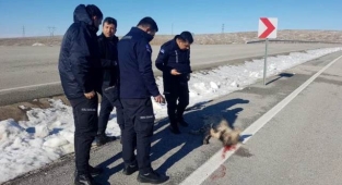 Aracın çarptığı çizgili sırtlan telef oldu