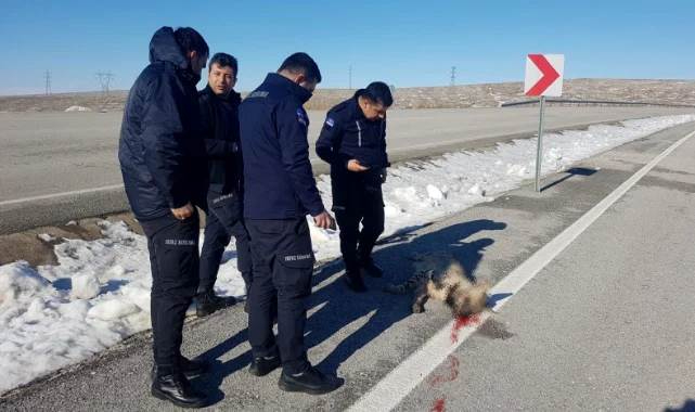 Aracın çarptığı çizgili sırtlan telef oldu
