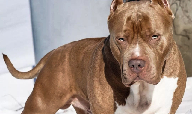 Bu köpek ırkları için verilen süre sona eriyor