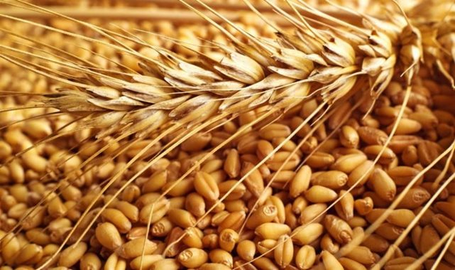 Buğday fiyatları hafta sonuna nasıl başladı?