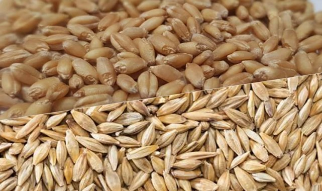 Buğday ve Arpa fiyatlarına zam geldi