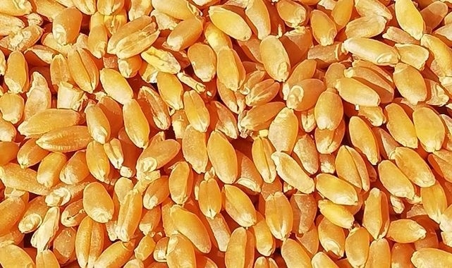 Hububat ve bakliyat fiyatları açıklandı