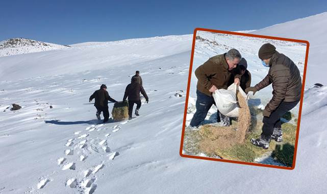 Karacadağ'da aç kalan hayvanların imdadına ekipler yetişti