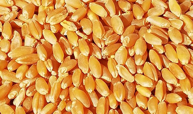 Türkiye, Rusya'dan 6,7 milyon ton buğday aldı