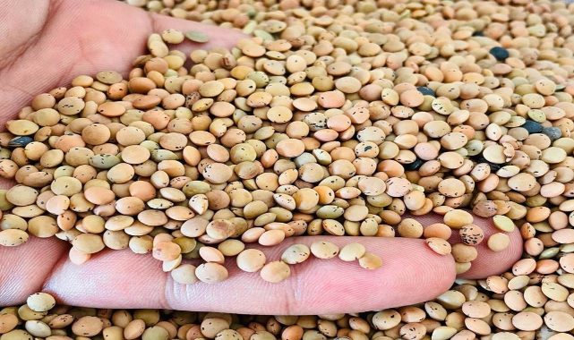 Buğday arpa ve mercimek fiyatları haftayı nasıl kapattı
