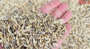 Buğday ve arpa fiyatlarında yükseliş: İşte güncel fiyatlar