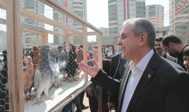 Şanlıurfa güvercin güzellik yarışmasında kıyasıya mücadele