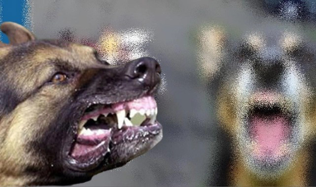 Urfa'da sokak köpekleri çocuklara saldırdı