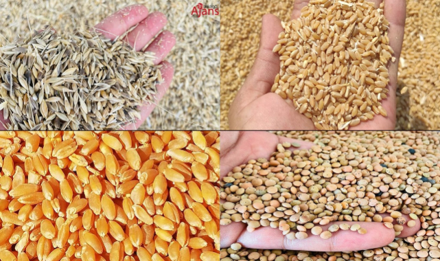 Buğday ve arpa fiyatları günü nasıl kapattı