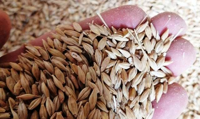 Günlük hububat ve bakliyat fiyatları açıklandı