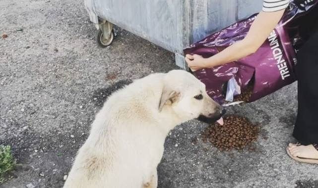 Öğretmenler sokak hayvanları için mama dağıtıyor