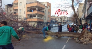 Urfa'da faciadan dönüldü! Dev ağaç yola devrildi