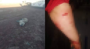 Urfa'da kuduz alarmı! saldırdığı kadın hastanelik oldu