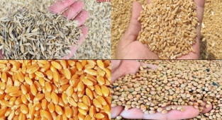Günlük buğday, arpa ve mercimek fiyatları