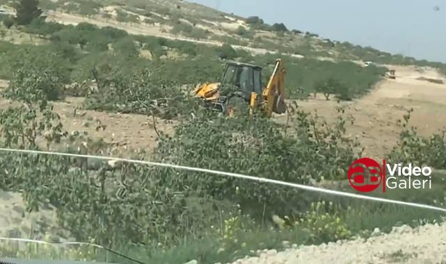 Urfa'da fıstık ağaçları kepçe ile söküldü