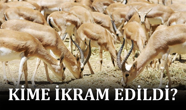 Urfa'da koruma altındaki ceylanlar kesiliyor iddiası