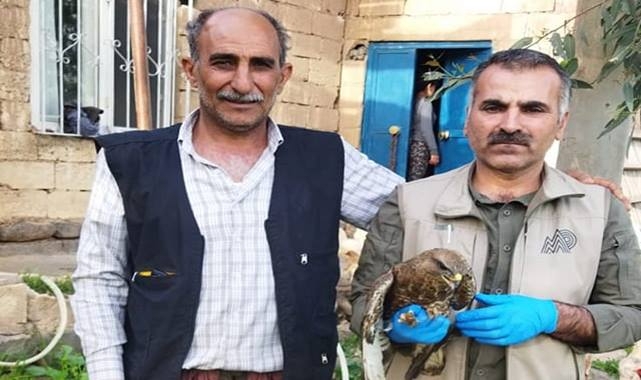 Urfa'da yaralı halde bulundu! Tedavi altına alındı
