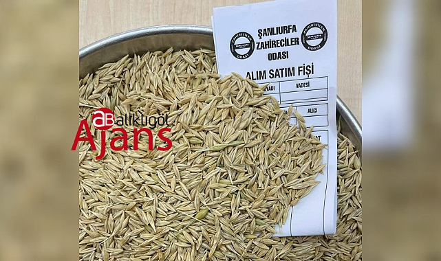Sezonun ilk arpa hasadı yapıldı! İşte fiyatı