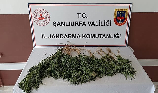 Suruç'ta  bir uyuşturucu operasyonu daha!