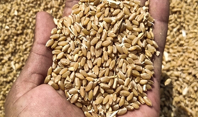 Ticaret Borsası açıkladı: Hububat fiyatları belli oldu