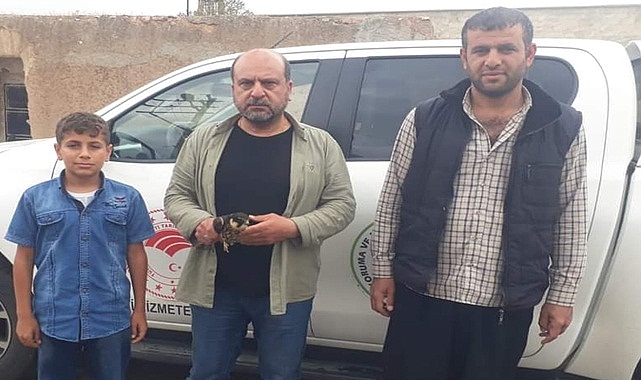 Vatandaşlar tarafından bulunan yaban hayvanları kurtarıldı