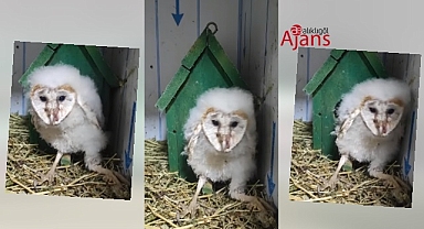 Yaralı Peçeli Baykuş koruma altına alındı