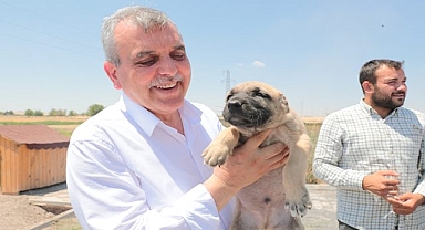 Başkan Beyazgül gureğh çoban köpeklerine sahip çıktı