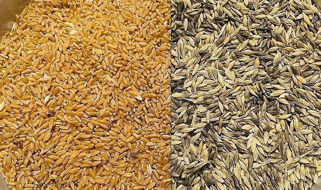 Buğdayda sert düşüş devam ediyor! İşte yeni fiyatlar