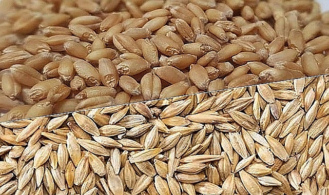 TMO'nun buğday ve arpa alım fiyatları açıklandı