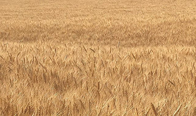 Hububat fiyatları belli oldu! İşte yeni fiyatlar