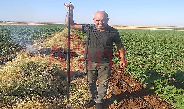 Şanlıurfa'da pamuk tarlasında yılan saldırısı