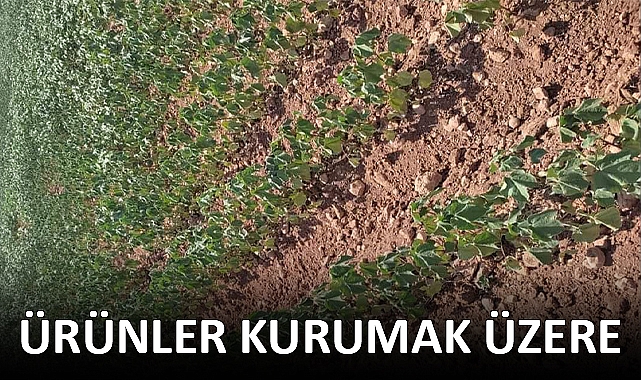 Dicle Elektrik çiftçileri hırsızlıkla suçladı