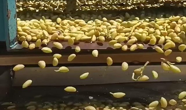 Dün yükselen fıstık fiyatı bugün düştü