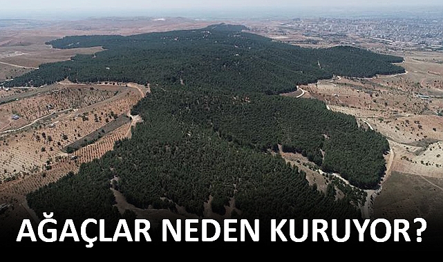 Şanlıurfa'da ormanlık alana dönüştürülecek arazi yokmuş