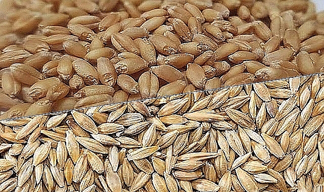 Güncel hububat ve bakliyat fiyatları açıklandı