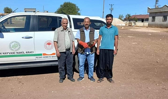 Karaçaylak kuşu yaralı halde bulundu