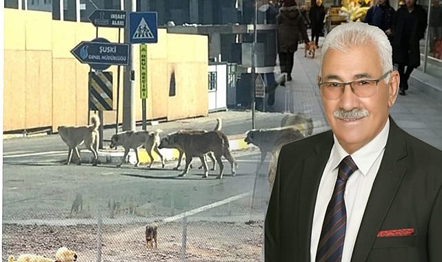 Başkan Yavuz sokak köpekleri sorununa dikkat çekti