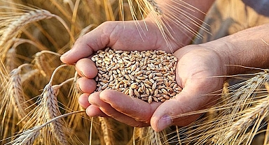 Ekim sezonu başladı! Hububat fiyatlarında son durum