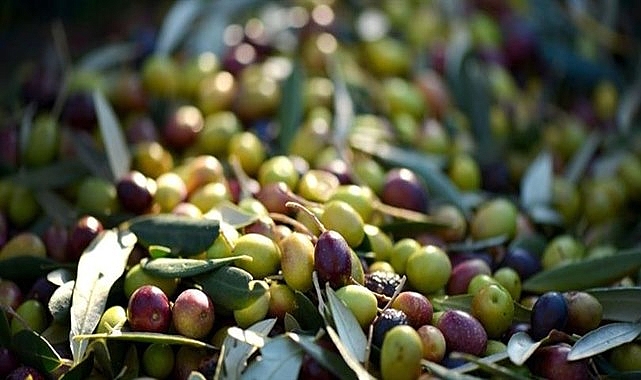 Zeytin üretiminde rekor artış
