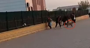 Başıboş köpekler tehlike oluşturmaya devam ediyor
